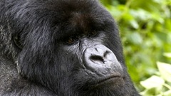Animals gorillas