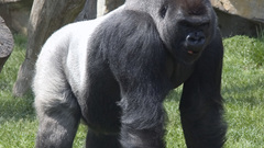 Animals gorillas