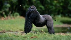 Animals gorillas