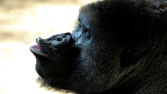 Animals gorillas
