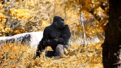 Animals gorillas