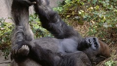 Animals gorillas
