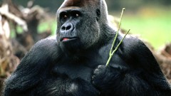 Animals gorillas