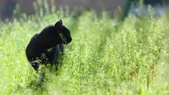 Animals grass cats