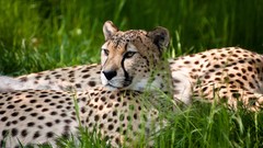 Animals grass cheetahs