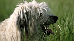 Animals grass Dogs
