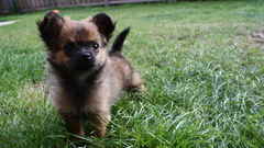 Animals grass Dogs Puppies