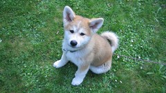 Animals grass Dogs Puppies