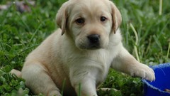 Animals grass Dogs Puppies