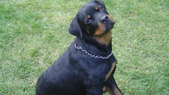 Animals grass Dogs rottweiler