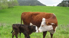 Animals grass fields kissing