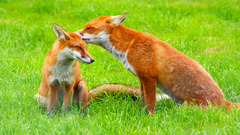 Animals grass foxes