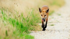 Animals grass foxes