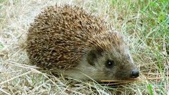 Animals grass hedgehogs