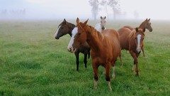 Animals grass Horses
