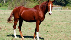 Animals grass Horses