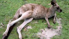 Animals grass kangaroo nature