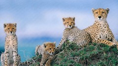 Animals grass outdoors cheetahs