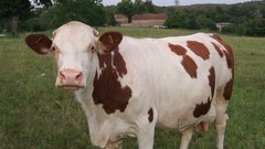 Animals grass outdoors Cows