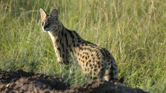 Animals grass outdoors dirt