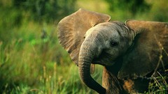 Animals grass outdoors elephants