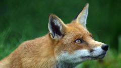 Animals grass outdoors foxes