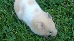 Animals grass outdoors hamsters