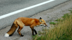Animals grass outdoors roads