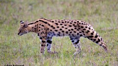 Animals grass outdoors running