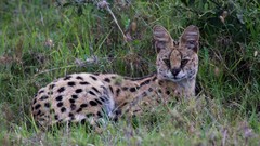 Animals grass outdoors serval
