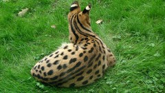 Animals grass outdoors serval