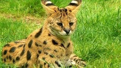 Animals grass outdoors serval