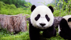 Animals grass panda bears