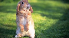 Animals grass rabbits