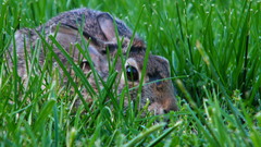 Animals grass rabbits nature