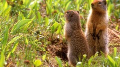 Animals grass squirrels
