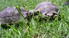 Animals grass turtles