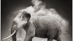 Animals grayscale elephants