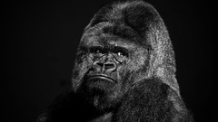 Animals grayscale gorillas