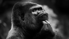 Animals grayscale gorillas