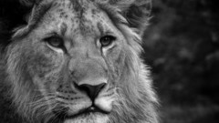 Animals grayscale Lions