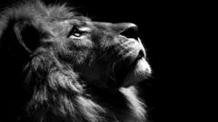 Animals grayscale Lions black