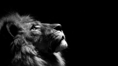 Animals grayscale monochrome Lions