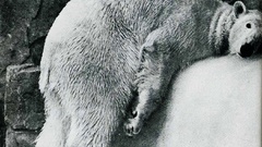 Animals grayscale Polar Bears