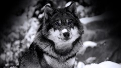 Animals grayscale Wolves