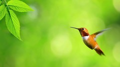 Animals Green Birds hummingbirds