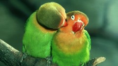 Animals Green Birds Parrots love bird