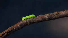Animals Green caterpillars