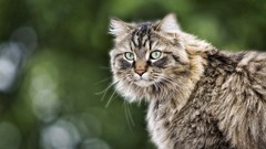 Animals Green cats green eyes