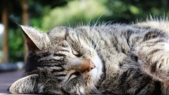 Animals Green cats sleeping brown Kittens furry wildlife furry 